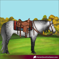 Horse Color:Gray Black 