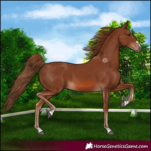 Horse Color:Chestnut 