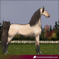 Horse Color:Bay Dun