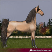 Horse Color:Bay Dun