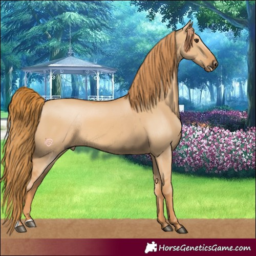 Horse Color:Red Dun 