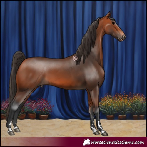 Horse Color:Bay 