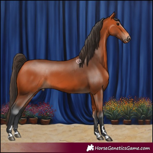 Horse Color:Bay 
