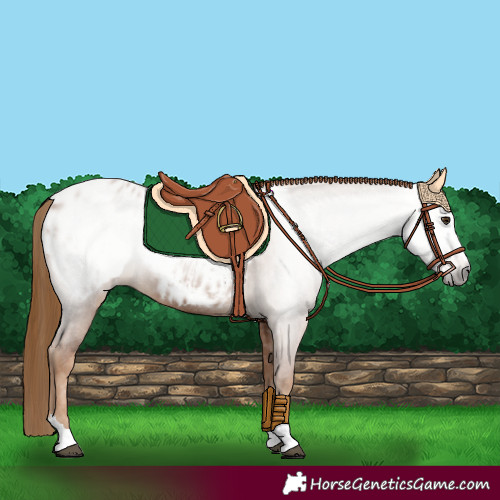 Horse Color:Gray Chestnut Near Leopard 