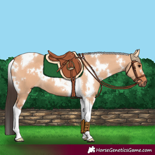 Horse Color:White Spotted Bay Dun Tobiano 