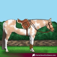 Horse Color:White Spotted Bay Dun Tobiano 