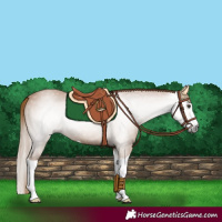 Horse Color:Gray Chestnut Splash 