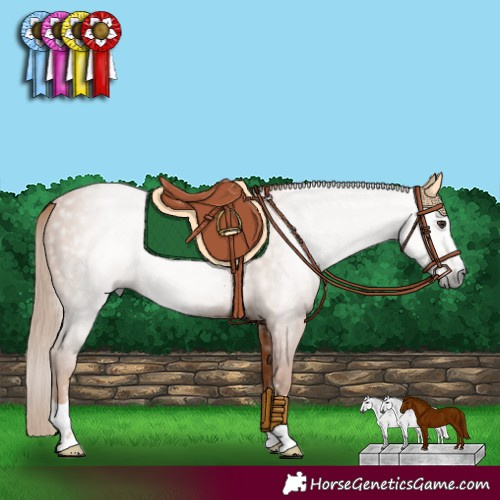 Horse Color:Gray Chestnut 