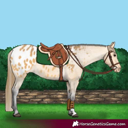 Horse Color:Buckskin Blanket 