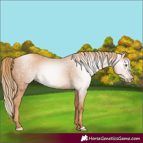 Horse Color:Gray Gold Champagne