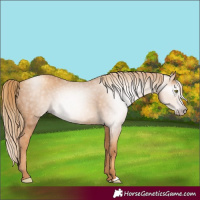 Horse Color:Gray Gold Champagne 