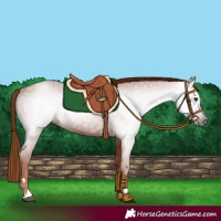 Horse Color:Gray Chestnut 