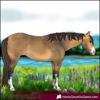 Horse Color:Buckskin 
