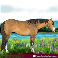 Horse Color:Buckskin 