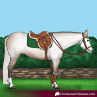 Horse Color:Gray Silver Bay 