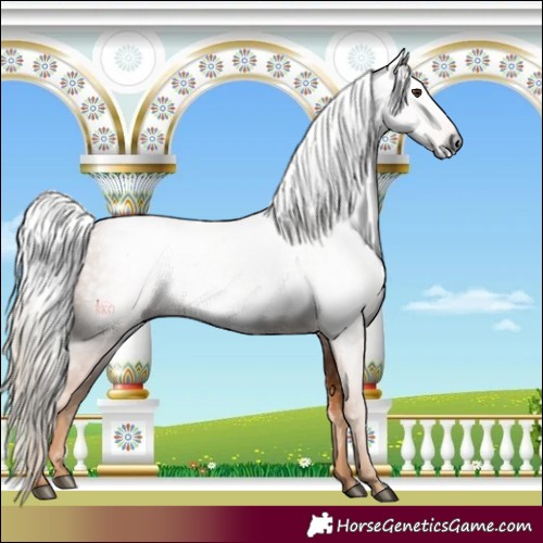 Horse Color:Gray Chestnut 
