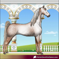 Horse Color:Gray Chestnut 