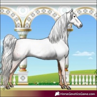 Horse Color:Gray Chestnut