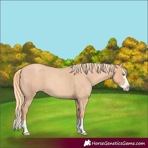 Horse Color:Gold Champagne Roan Splash 