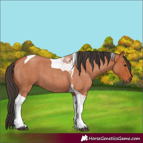 Horse Color:Unknown 