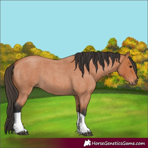 Horse Color:Unknown 