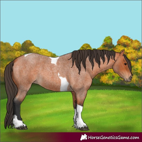 Horse Color:Unknown 