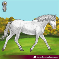 Horse Color:Silver Black Sabino Appaloosa Rabicano