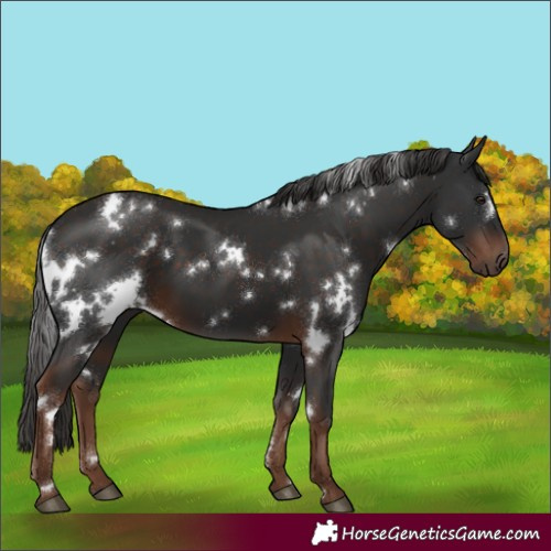 Horse Color:White Spotted Liver Chestnut 