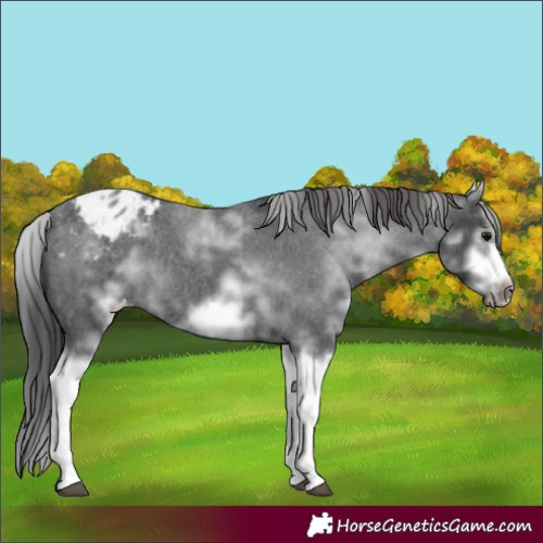 Horse Color:White Spotted Blue Roan Splash Frame Appaloosa