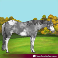 Horse Color:White Spotted Blue Roan Splash Frame Appaloosa 