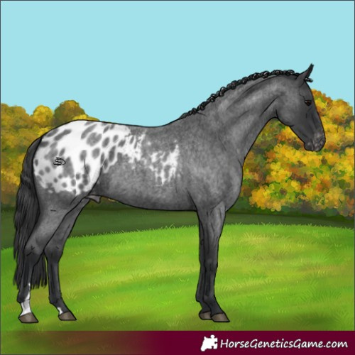 Horse Color:Blue Roan Appaloosa