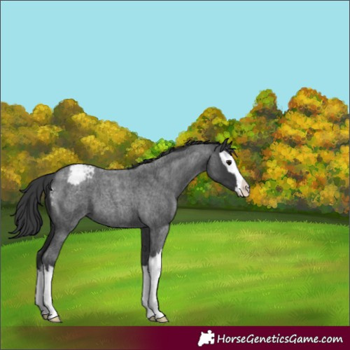 Horse Color:Blue Roan Splash Appaloosa 