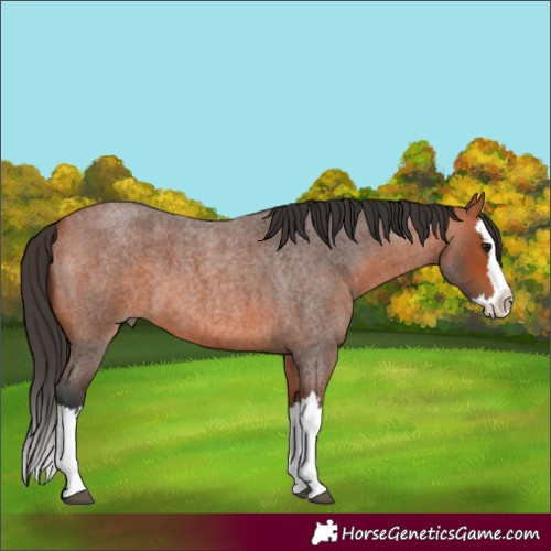 Horse Color:Bay Roan Splash 
