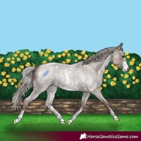 Horse Color:Silver Blue Roan Sabino 