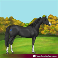 Horse Color:Black 
