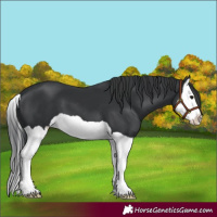 Horse Color:Black Splash