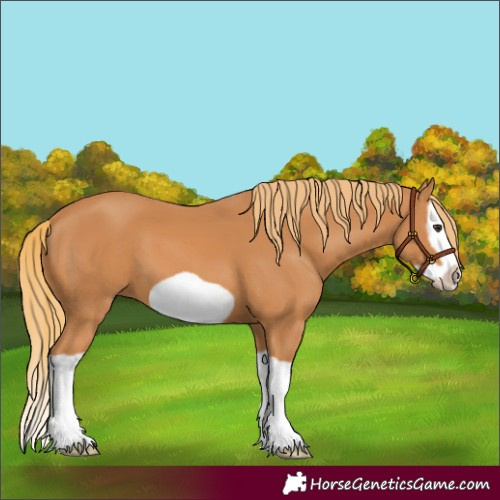 Horse Color:Chestnut Splash Frame 