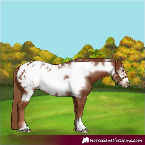 Horse Color:Chestnut Frame Appaloosa 