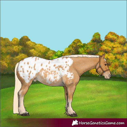 Horse Color:Palomino Roan Appaloosa 