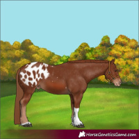 Horse Color:Chestnut Tobiano Appaloosa 