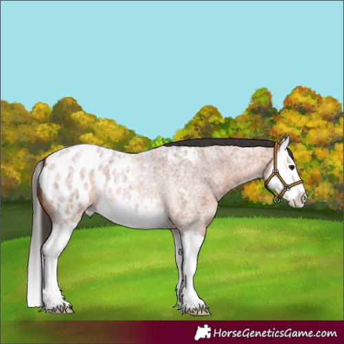 Horse Color:Bay Roan Splash Appaloosa 