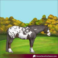 Horse Color:Liver Chestnut Frame Appaloosa