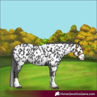 Horse Color:Black Sabino Splash Near Leopard 