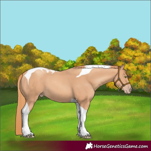 Horse Color:Gold Champagne Tobiano 