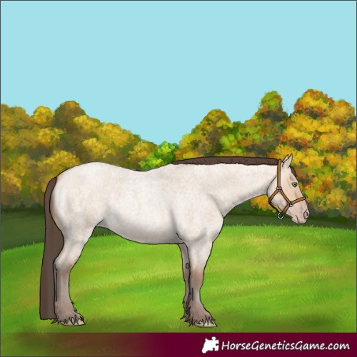 Horse Color:Amber Champagne Roan Dun 