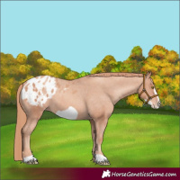 Horse Color:Gold Champagne Frame Appaloosa 
