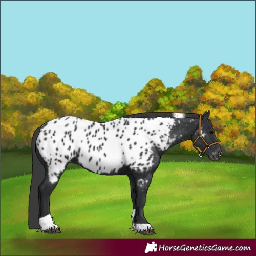 Horse Color:Black Tobiano Appaloosa 