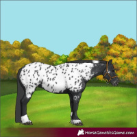 Horse Color:Black Tobiano Near Leopard