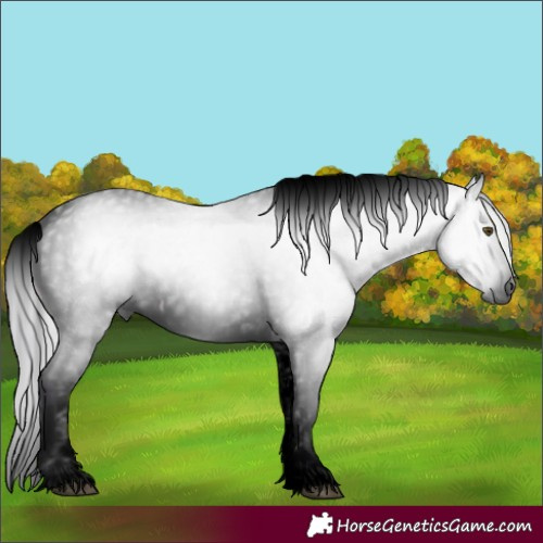 Horse Color:Gray Void Watercolor White Spotted Silver Buckskin Dun Appaloosa 