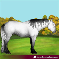 Horse Color:Gray Void Watercolor White Spotted Silver Buckskin Dun Appaloosa 